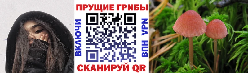 Купить  Завитинск  Псилоцибиновые грибы прущие грибы 